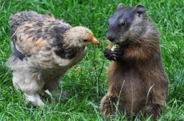 Chicken and groundhog