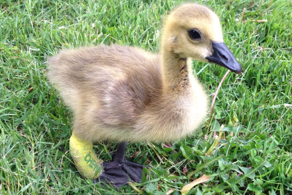 Duckling with cast