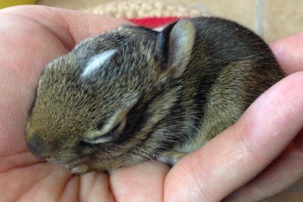 Baby rabbit held in palm